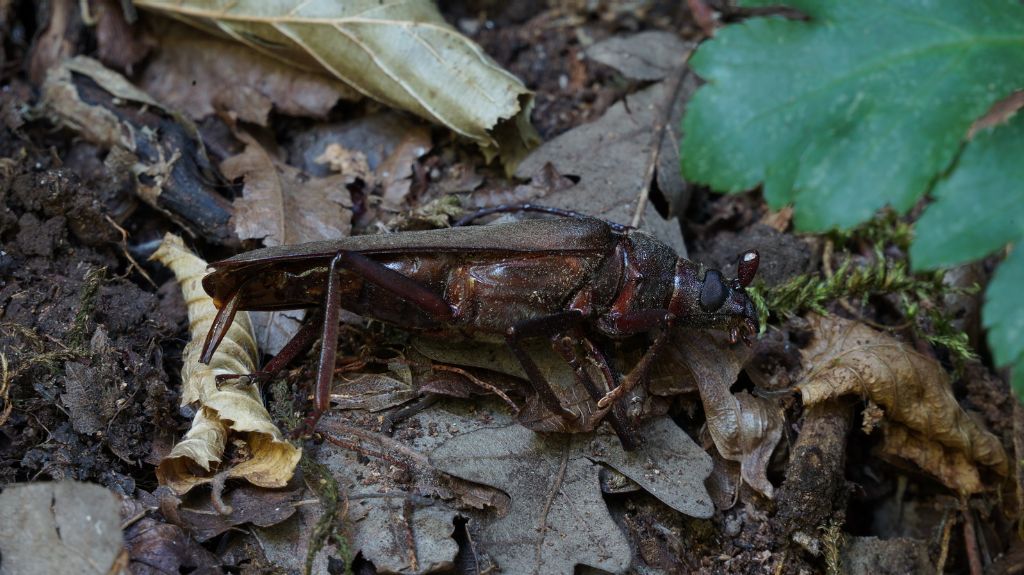 Cetoniidae: Osmoderma eremita?....Osmoderma sp. (eremita o italica).